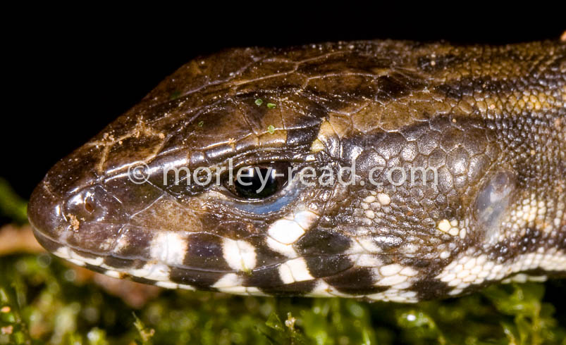 Potamites strangulatus