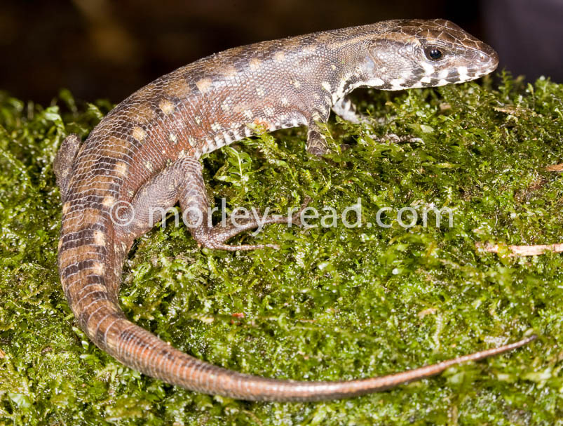 Potamites strangulatus
