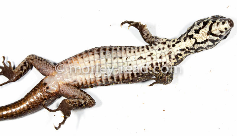 Potamites strangulatus