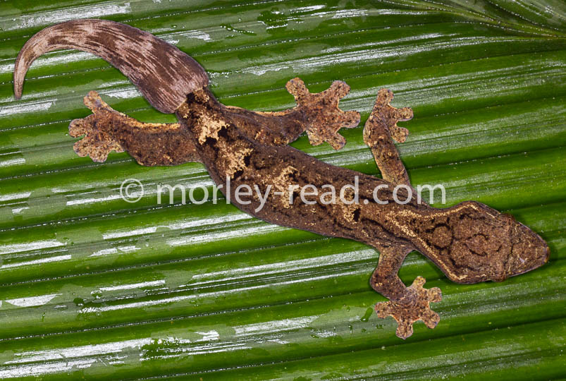 Thecadactylus solimoensis