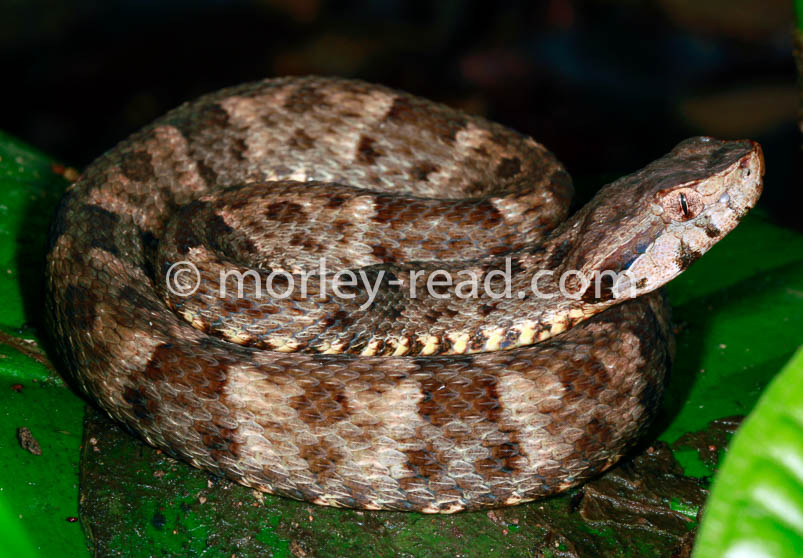 Bothrops atrox