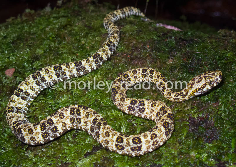 Bothriopsis taeniata