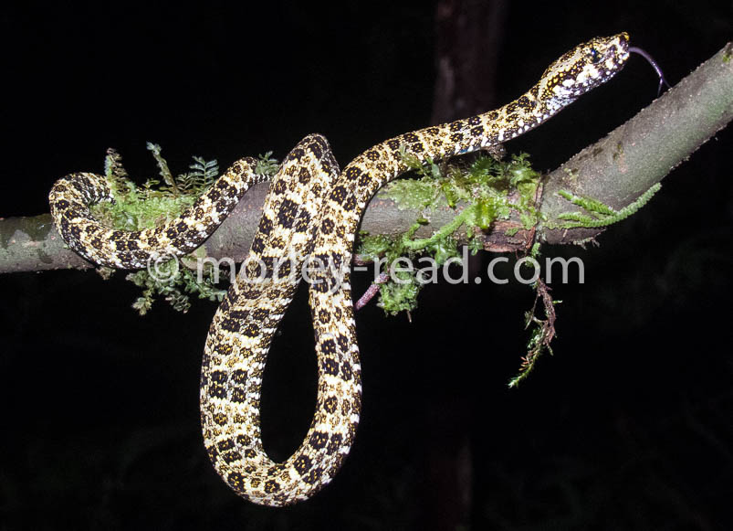 Bothriopsis taeniata