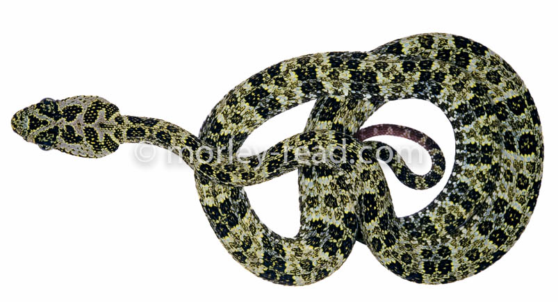 Bothriopsis taeniata