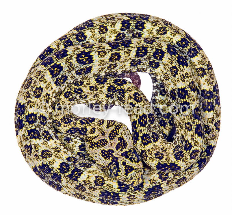 Bothriopsis taeniata