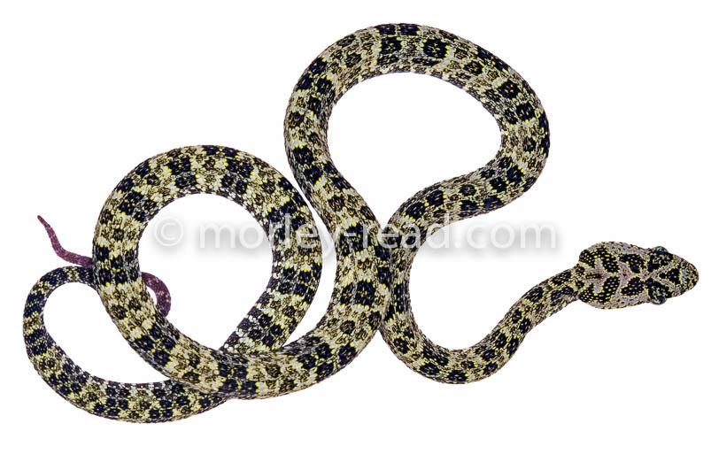 Bothriopsis taeniata
