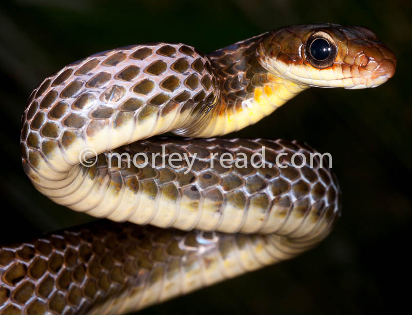 Chironius fuscus