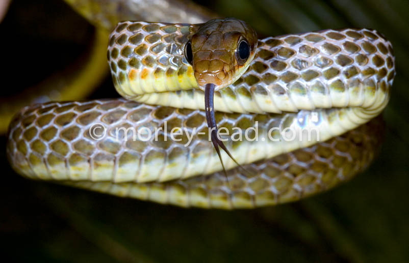 Chironius fuscus