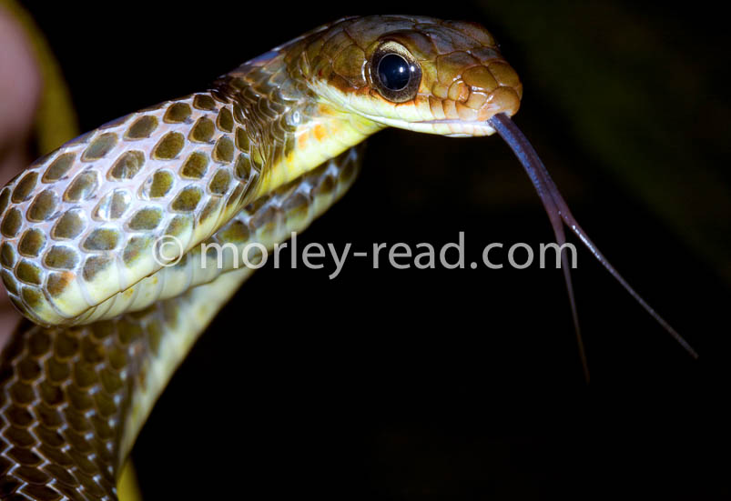 Chironius fuscus