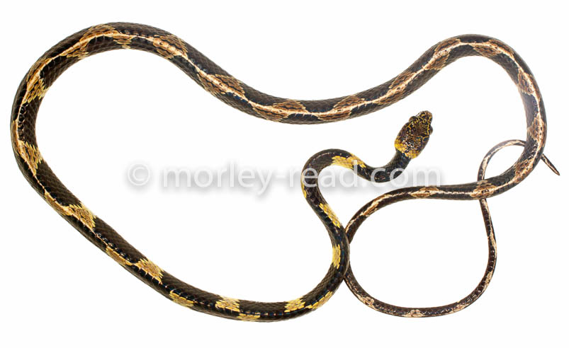 Dipsas vermiculata