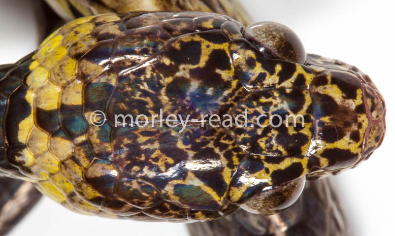 Dipsas vermiculata