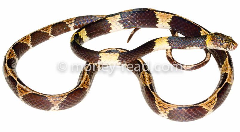Dipsas vermiculata