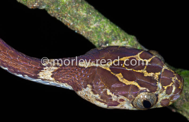 Imantodes cenchoa