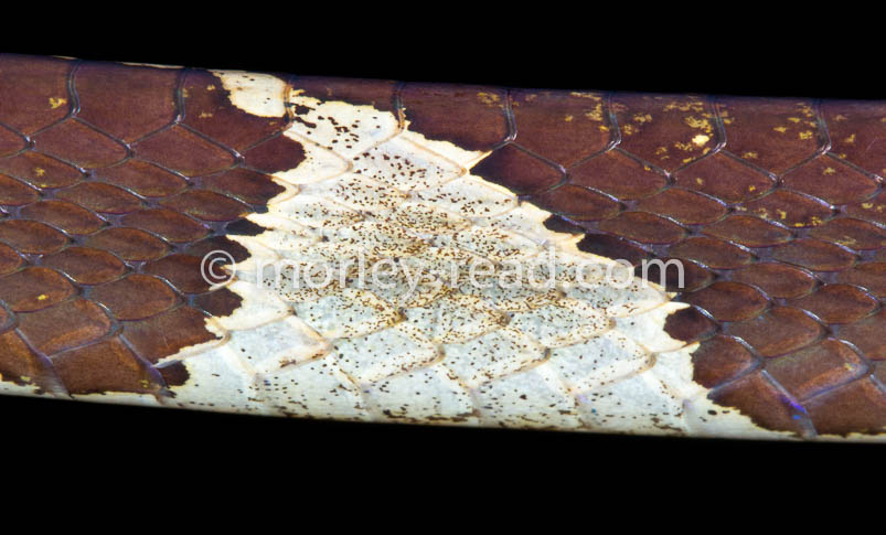 Imantodes cenchoa