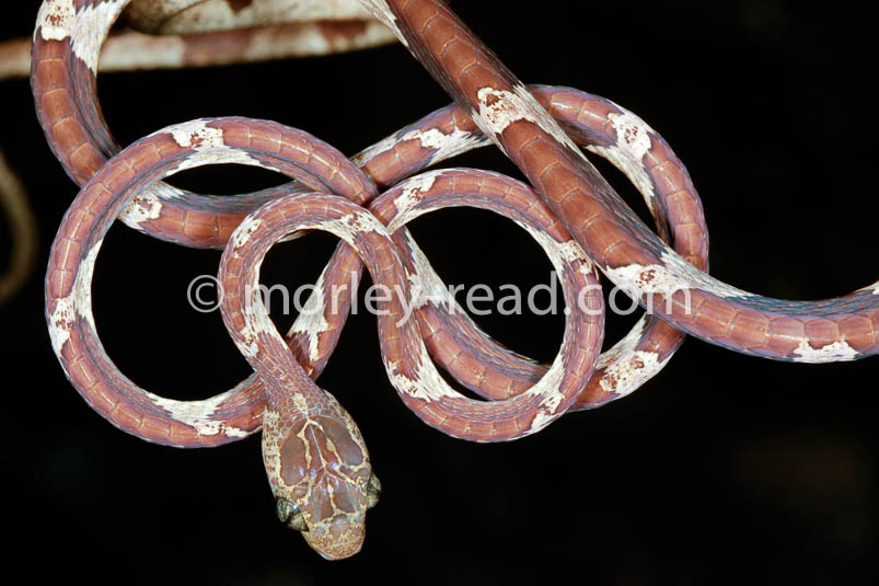 Imantodes cenchoa