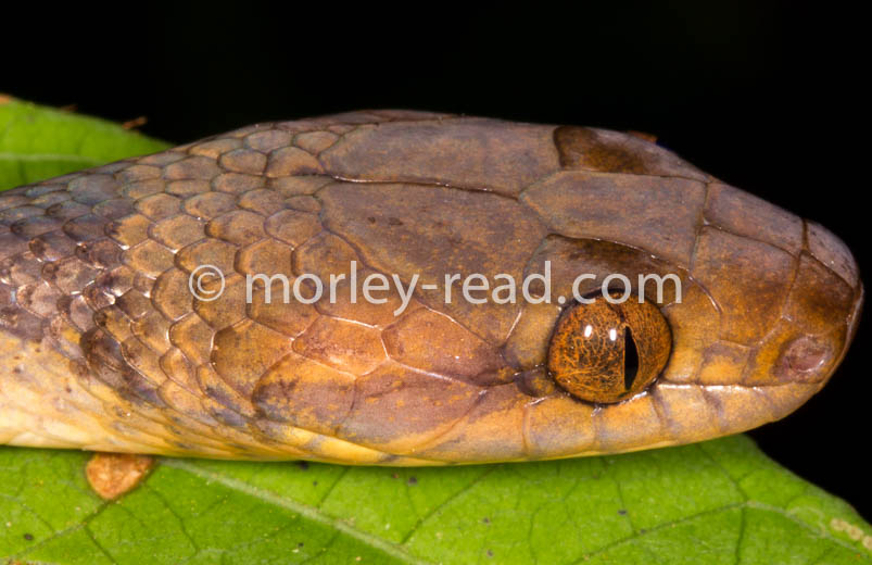 Leptodeira annulata