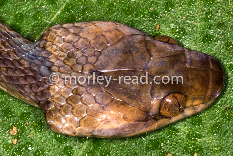 Leptodeira annulata