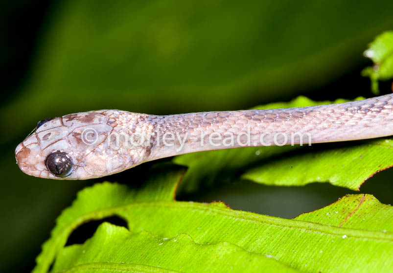 Leptodeira annulata