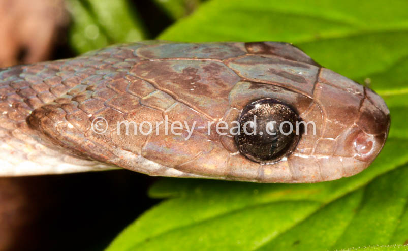 Leptodeira annulata