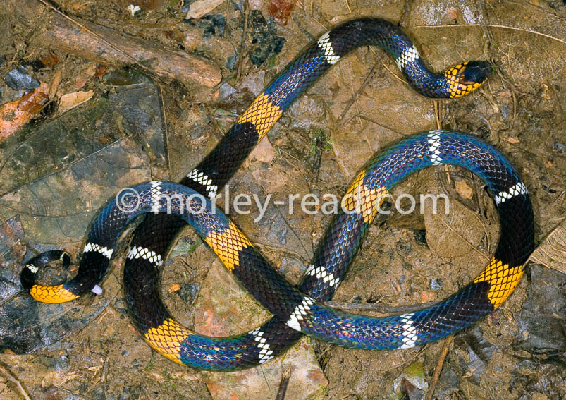 Micrurus hemprichii