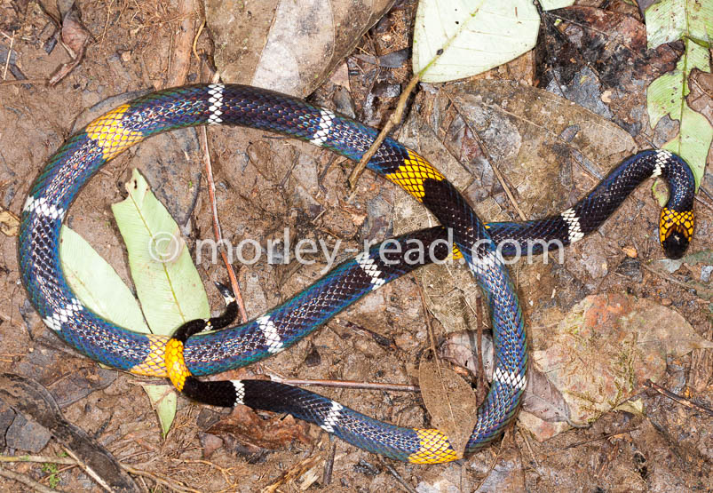 Micrurus hemprichii