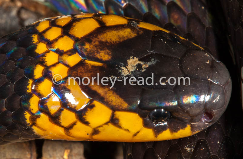 Micrurus hemprichii