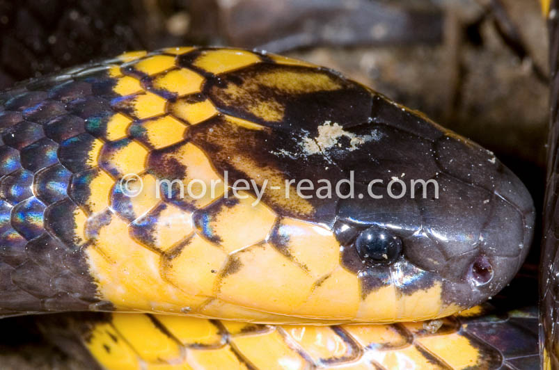 Micrurus hemprichii