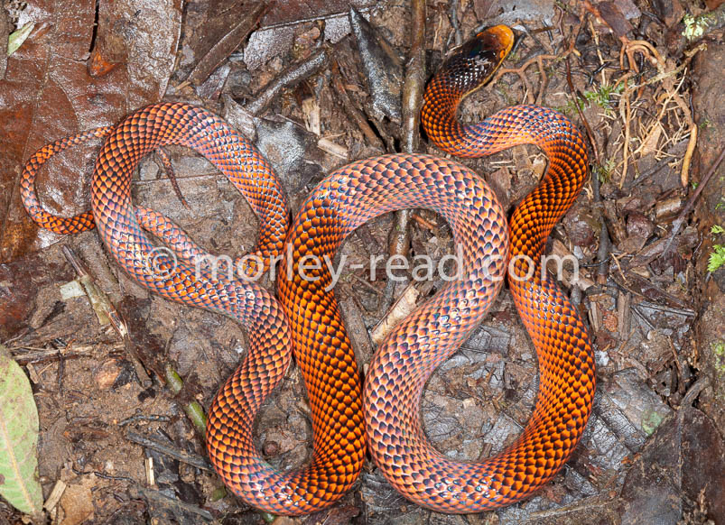 Oxyrhopus formosus