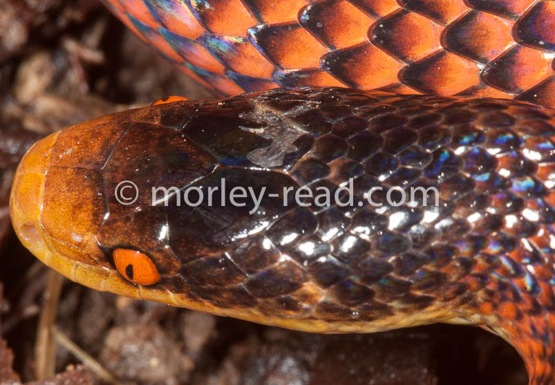 Oxyrhopus formosus