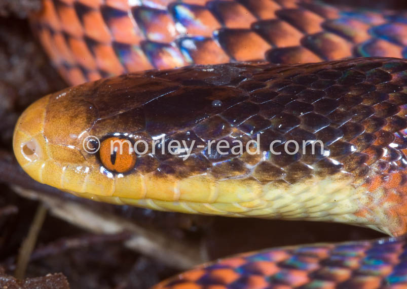 Oxyrhopus formosus