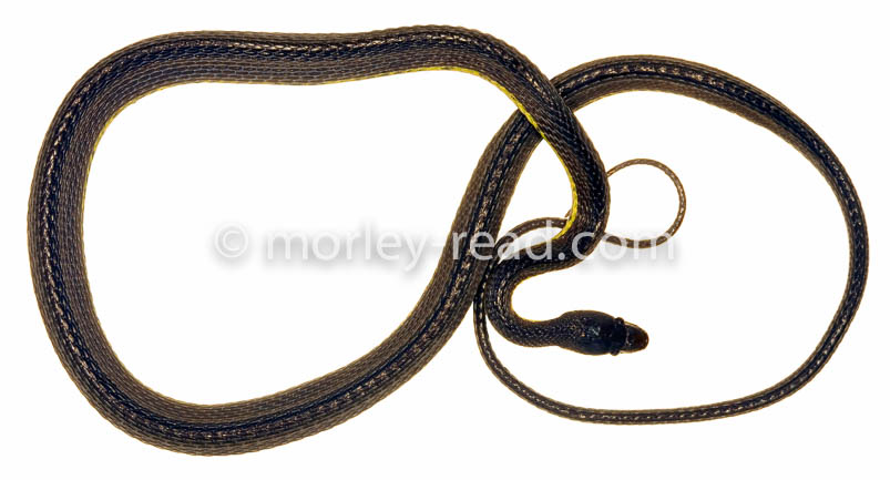 Synophis bicolor