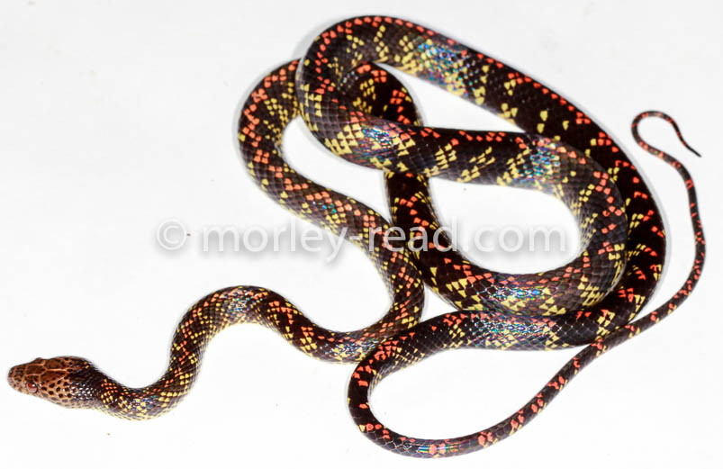 Siphlophis cervinus