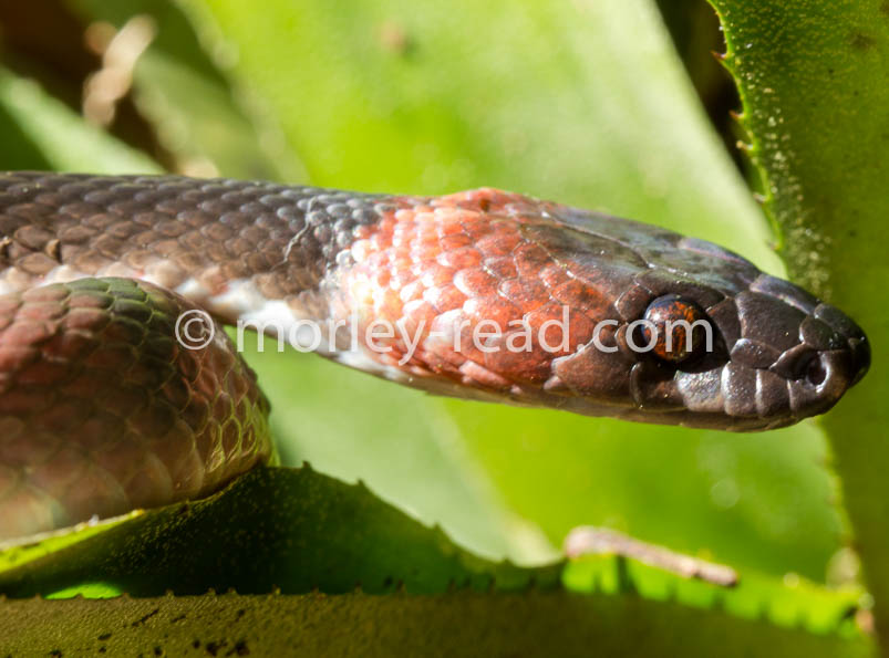 Siphlophis compressus