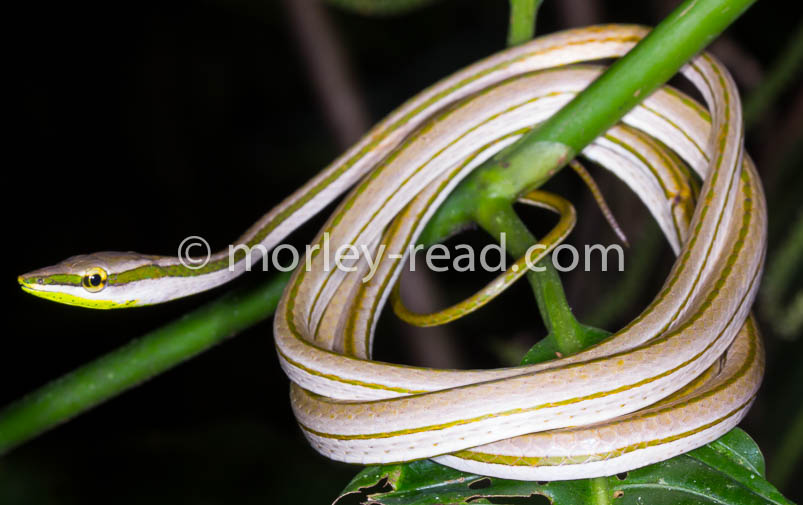 Xenoxybelis argentius