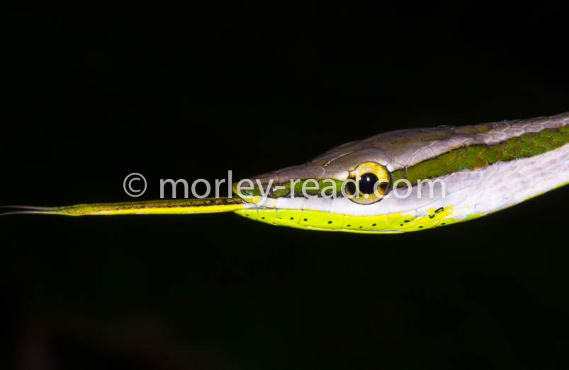 Xenoxybelis argentius