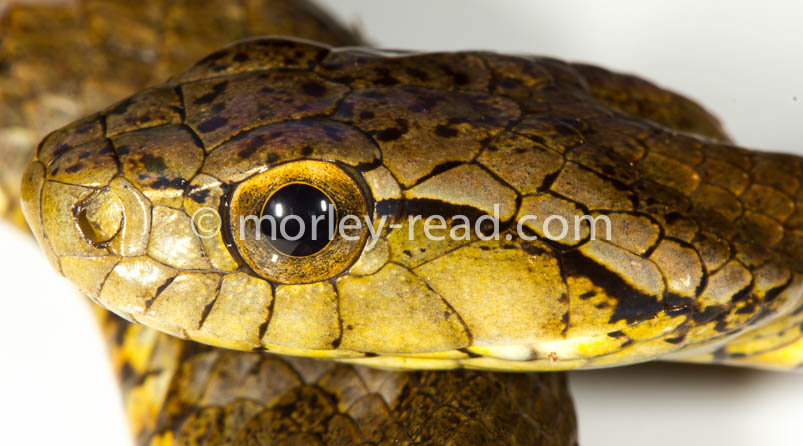 Xenodon severus