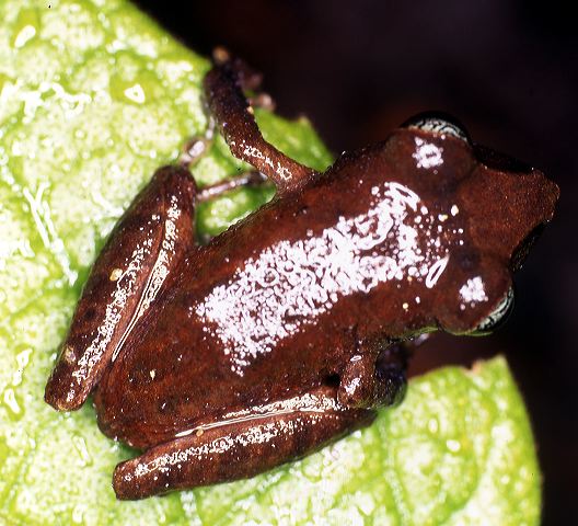 e.sp.__j.molino_nov.97.jpg