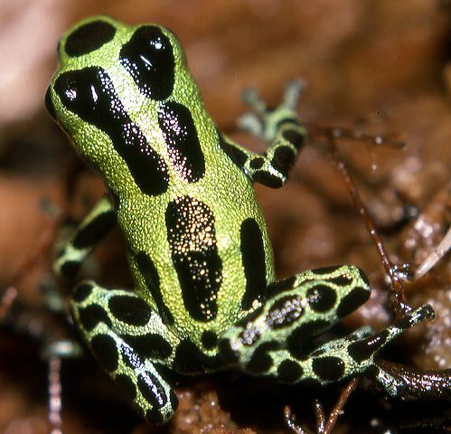 d.sp._domono_macas_87.jpg