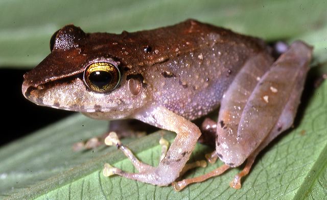 e._sp._domono_macas_87.jpg