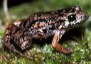 a._hylaedactyla