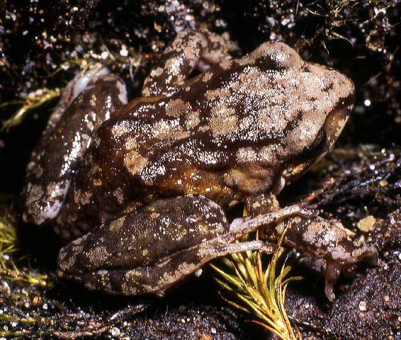 e.sp.1._papallacta_95.jpg