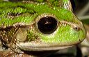_mg_3641_guambi_nov06