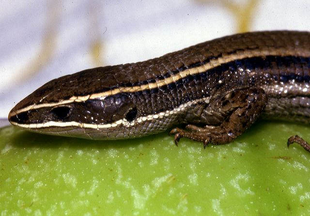 p-montium_quito87.jpg