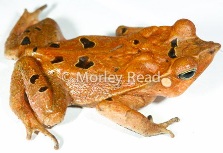 Rhinella dapsilis