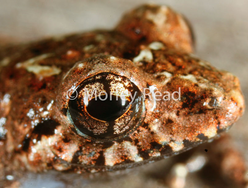 Pristimantis altamazonicus