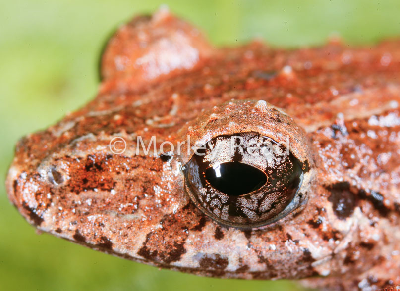 Pristimantis altamazonicus