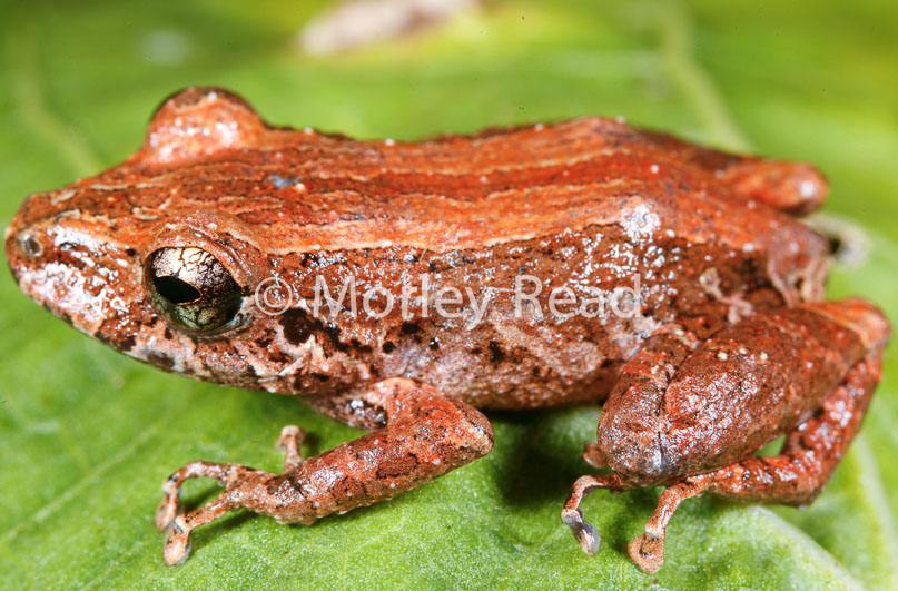 Pristimantis altamazonicus