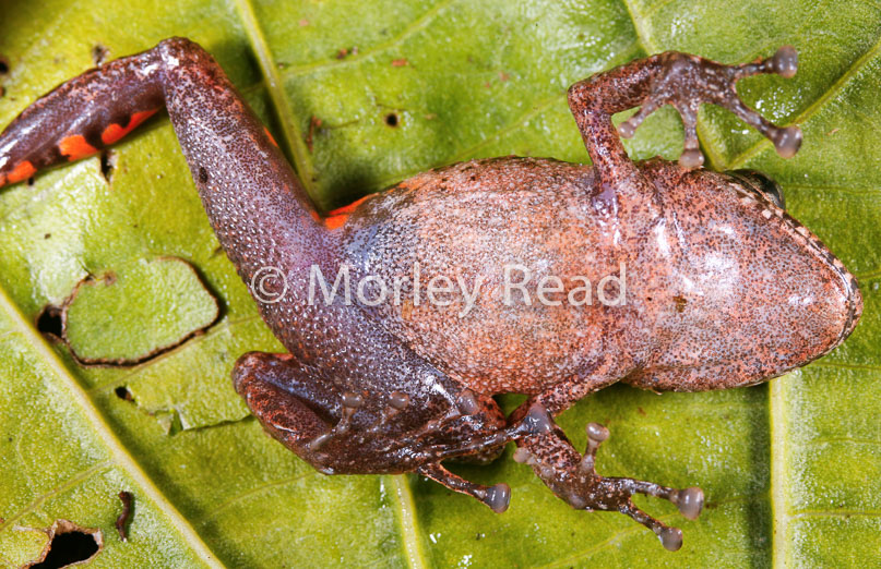 Pristimantis altamazonicus
