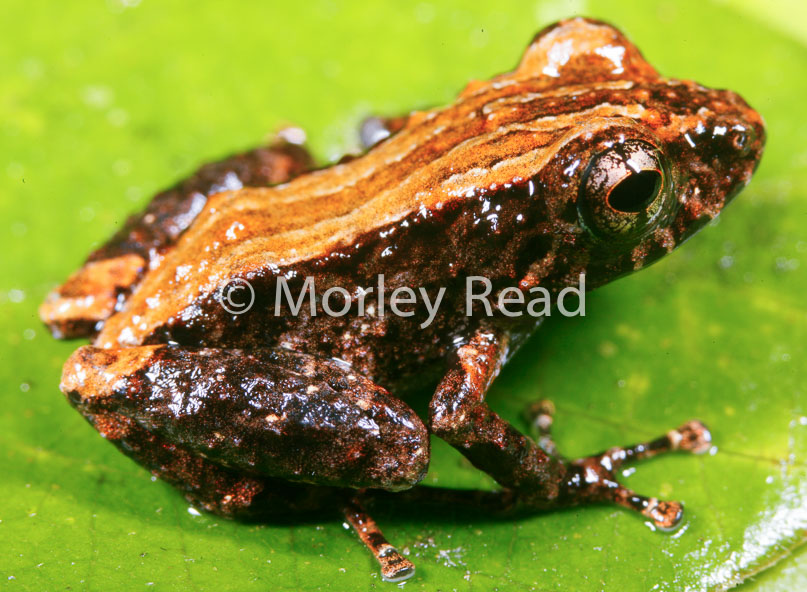 Pristimantis altamazonicus
