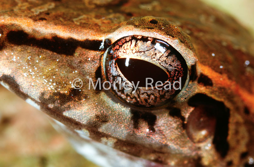 Pristimantis lanthanites